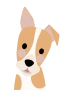 Jack russell terrier