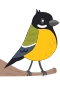 Kjøttmeis