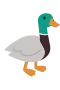 Stokkand