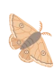 Nattsvermer