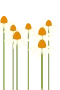 Hvit solhatt