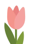Rosa tulipan