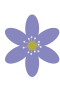 Blåveis