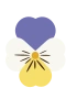 Fiolett