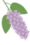 Syrin