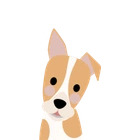 Jack russell terrier